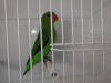 Agapornis taranta