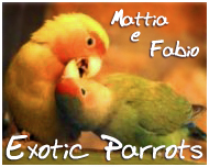 Exotic Parrots
